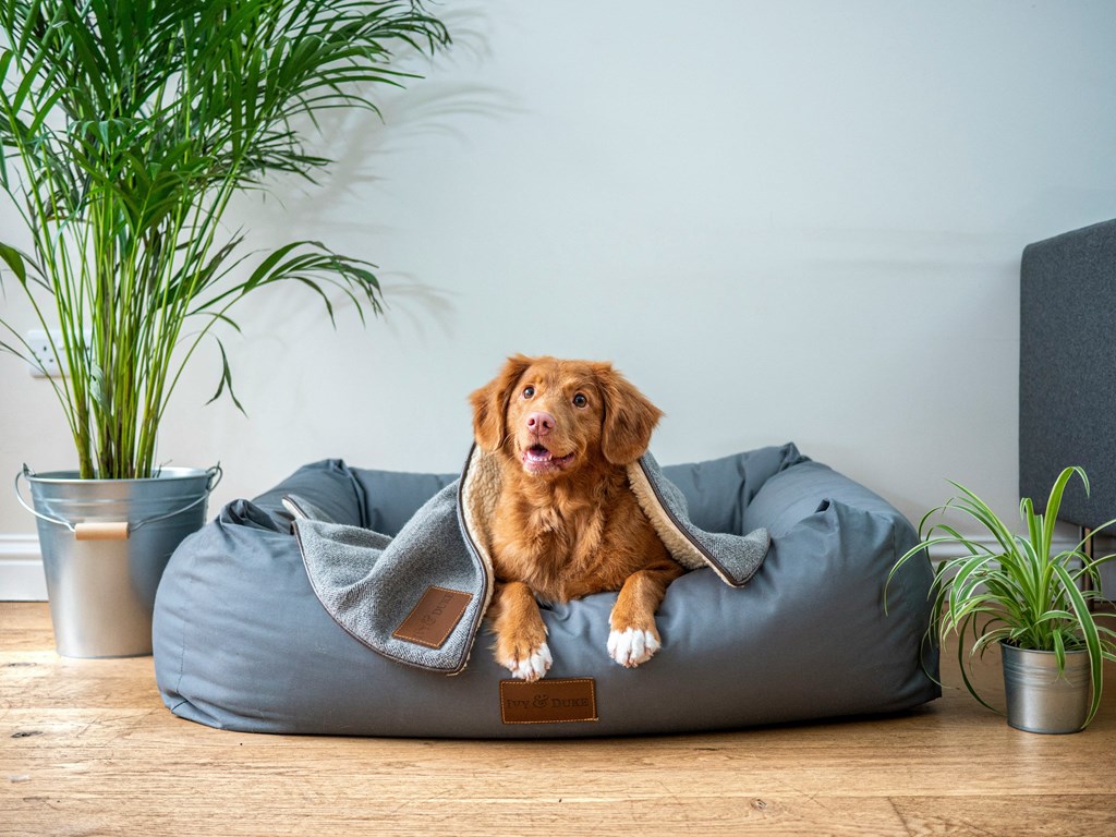 a dog laying on a blue dog bed on the floor