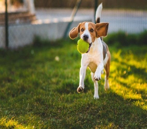 A dog is running with a green ball in its mouth.