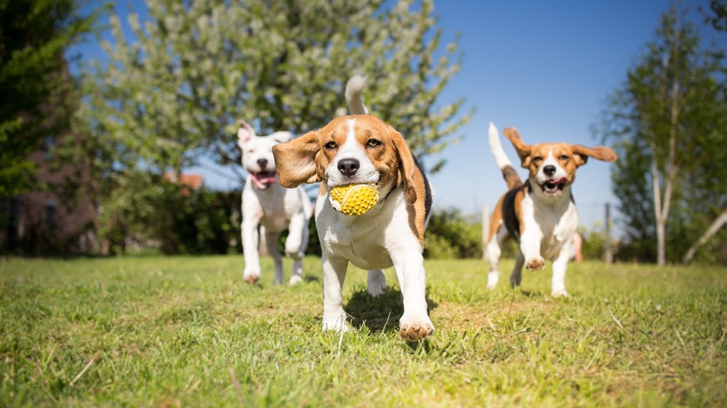 three dogs running in a field with a toy in their mouth