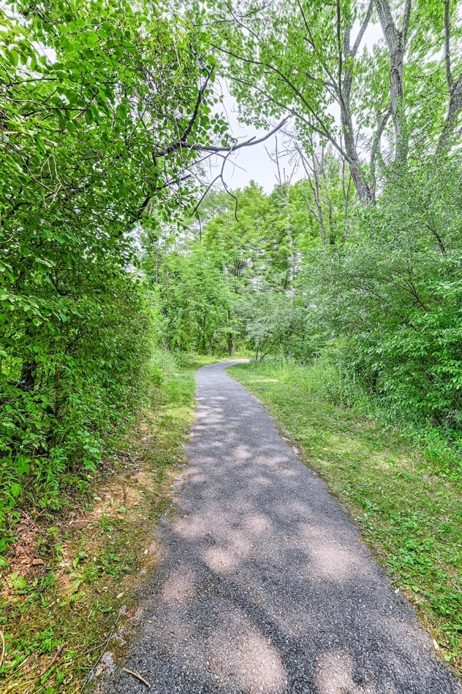 a path in the woods with trees on both sides