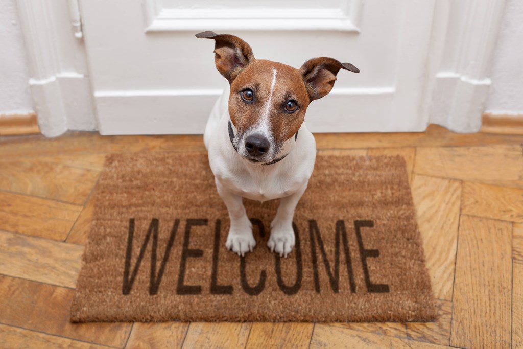 A dog is sitting on a doormat that says "WELCOME".