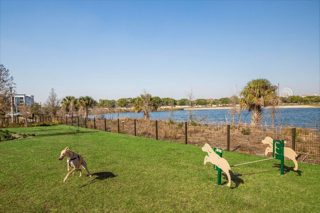 two dogs running in a dog park near the water