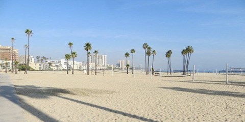 a beach with palm trees and a city in the background