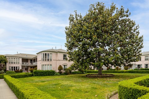 A large tree is in the middle of a grassy area in front of a house.