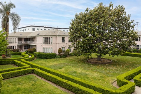 A large tree is in the middle of a well-manicured lawn.