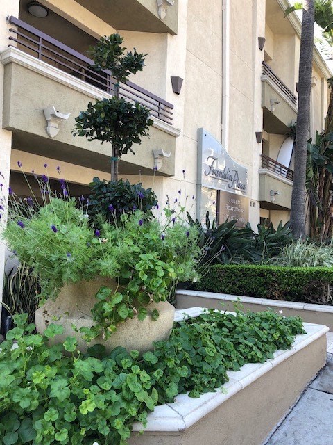 a large potted plant sitting in front of a building