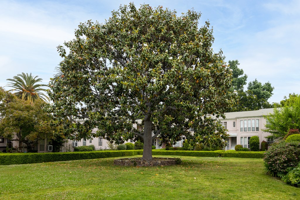 a large tree in a grassy area with a building in the background
