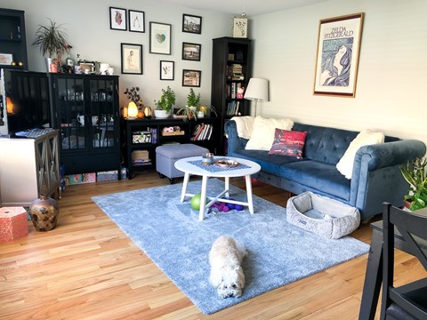 A dog is sitting on a rug in a living room.