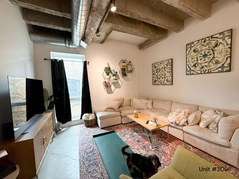A dog is looking at a living room with a rug on the floor.