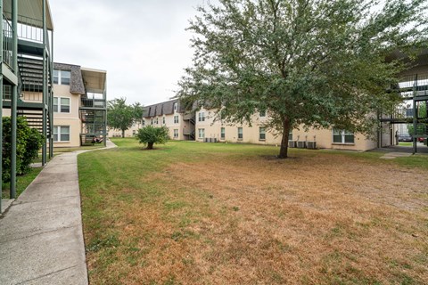 A tree in a grassy area in front of apartment buildings.