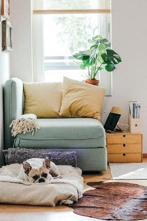 A dog is lying on a blanket in front of a green couch.
