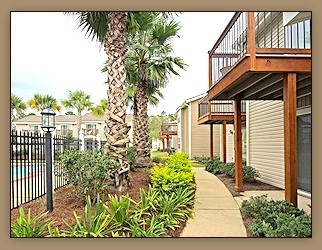 A palm tree stands in a garden next to a building.