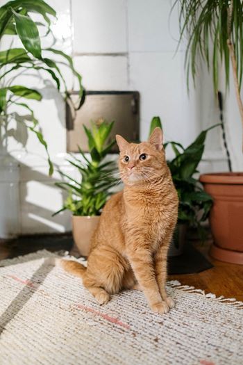 Orange cat sitting on white rug with house plants in background