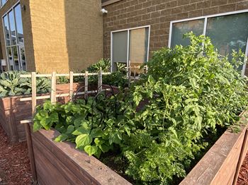 Aguilera | Fruit and Vegetable Garden For Students