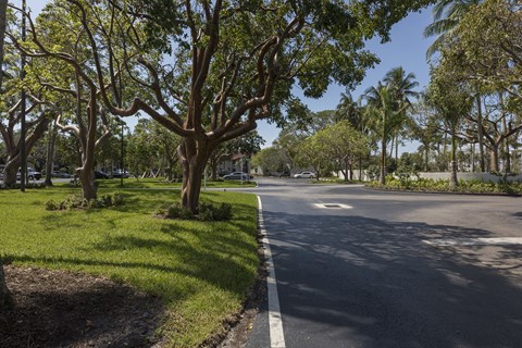 A tree-lined street with a white line down the middle.