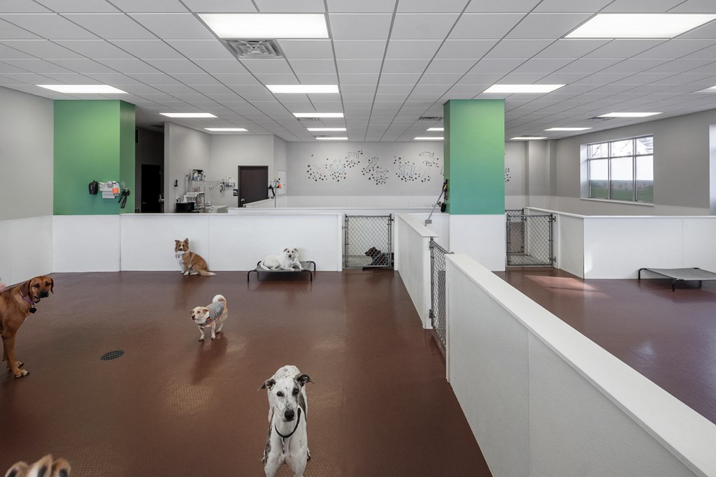 Dog House at The Ideal, Madison, Wisconsin