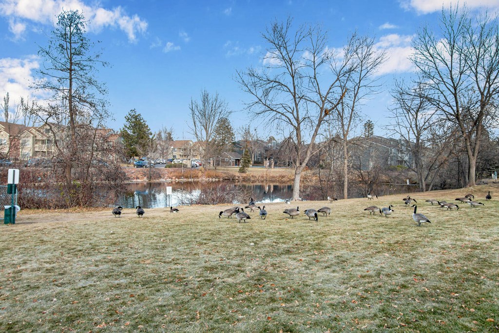 a flock of geese walking in a field near a pond