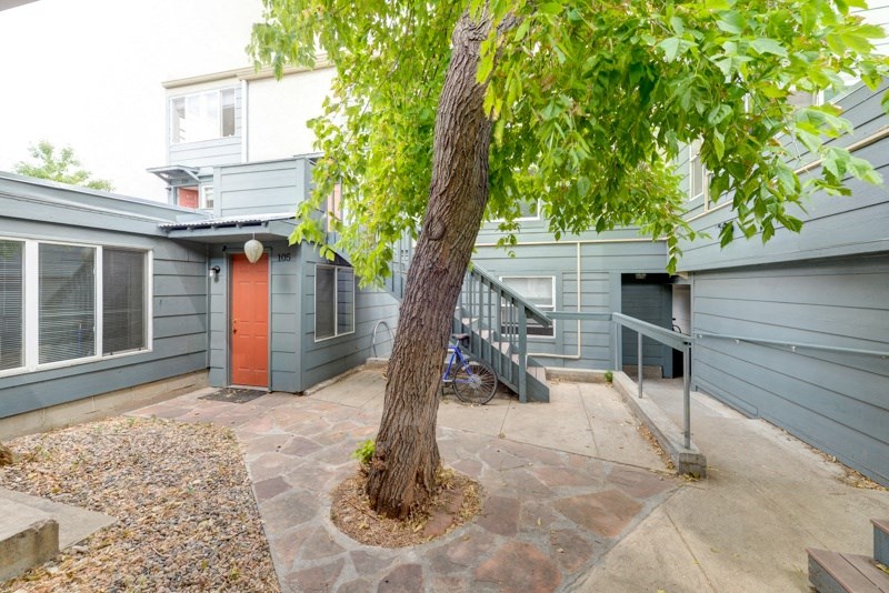 A tree in a courtyard with a grey building in the background.