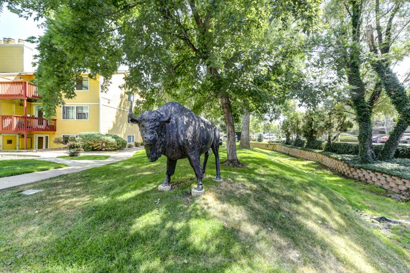 Lush Green Outdoors at -Buffalo Canyon-, Colorado, 80303