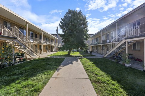 A tree in the middle of a grassy area with a concrete walkway leading to apartment buildings.