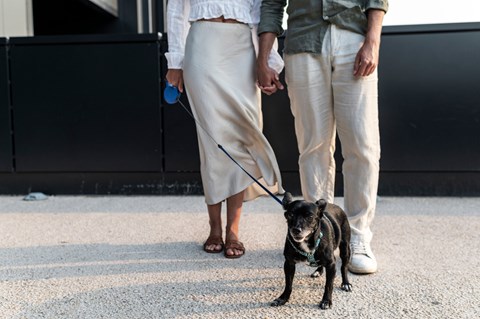 A man and woman walking a dog on a leash.