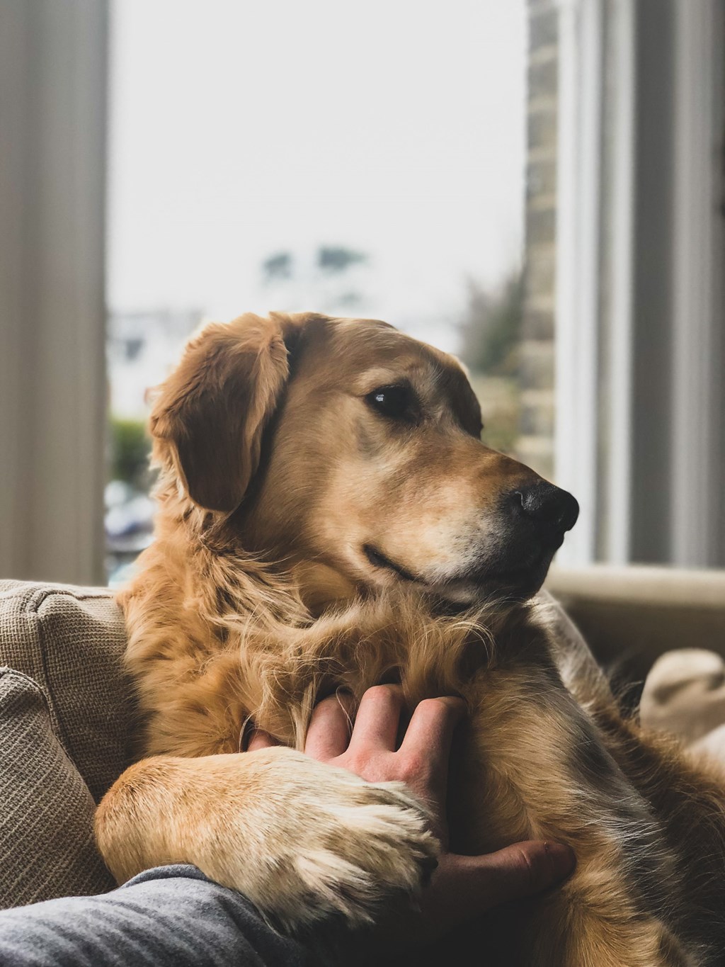 a dog laying on a persons lap in front of a window
