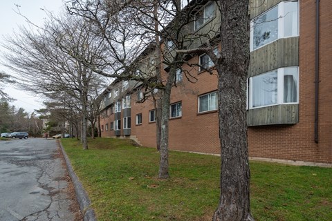 A tree in front of a brick building with a sidewalk.