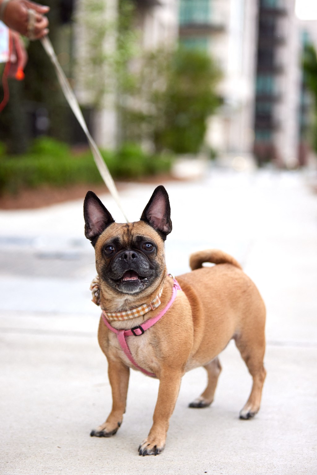 a small brown dog on a leash on the street