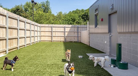 Four dogs playing in a yard.