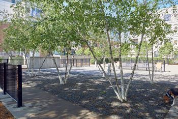 a park with trees and a dog