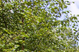 plenty of green spaces - Photo Gallery 5