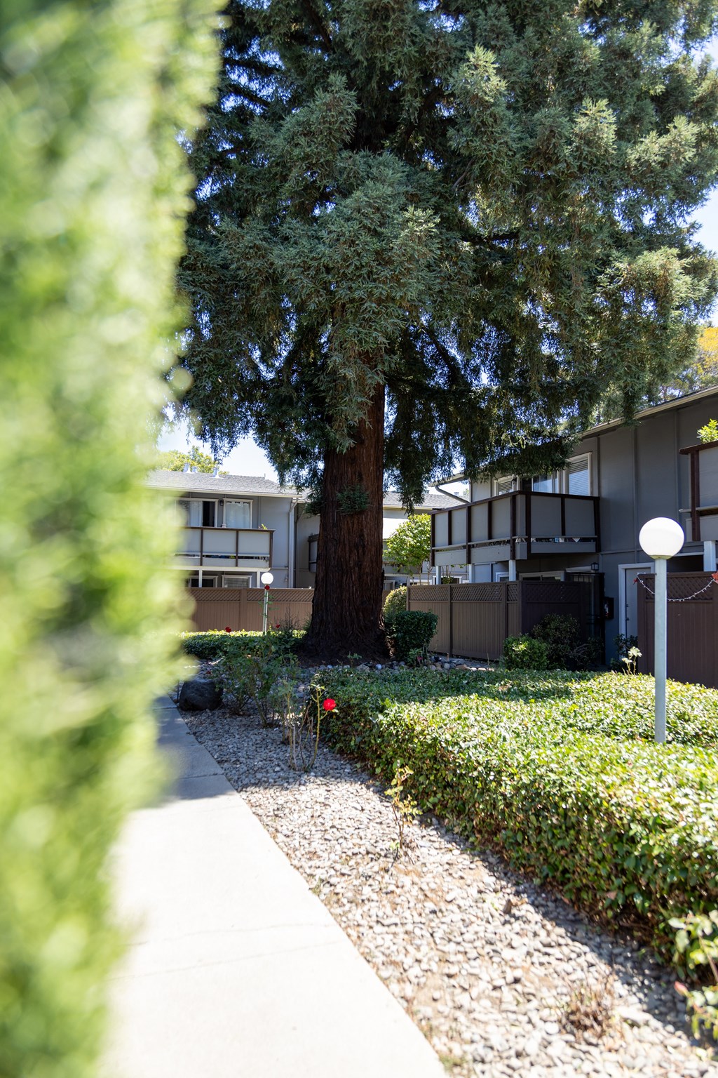 a tree in front of an apartment building with a sidewalk