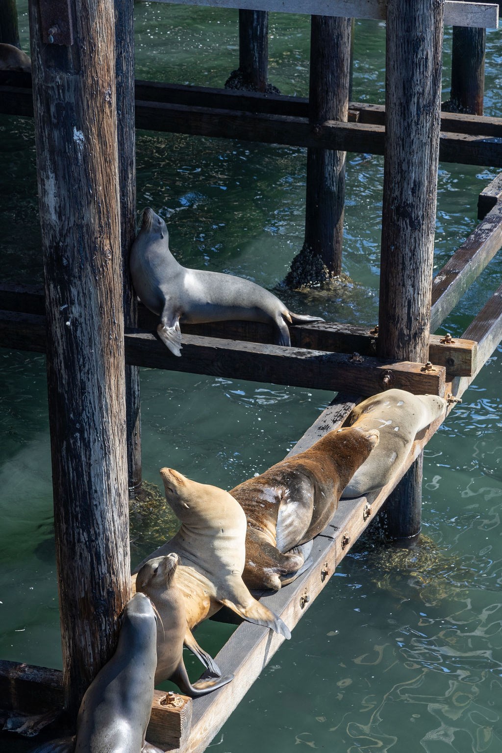 a group of seals laying on a dock near the water