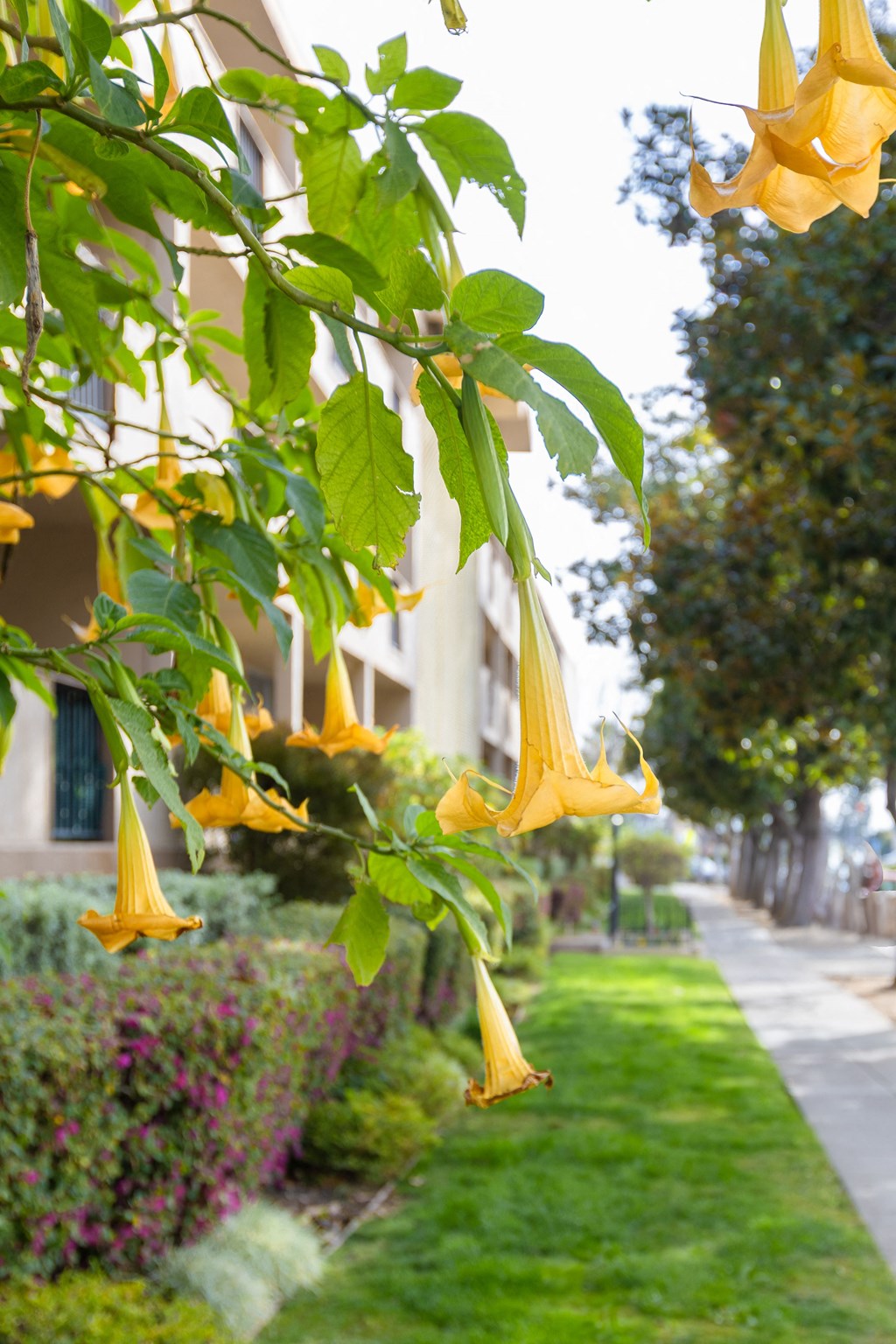 A yellow flower is hanging from a tree branch.