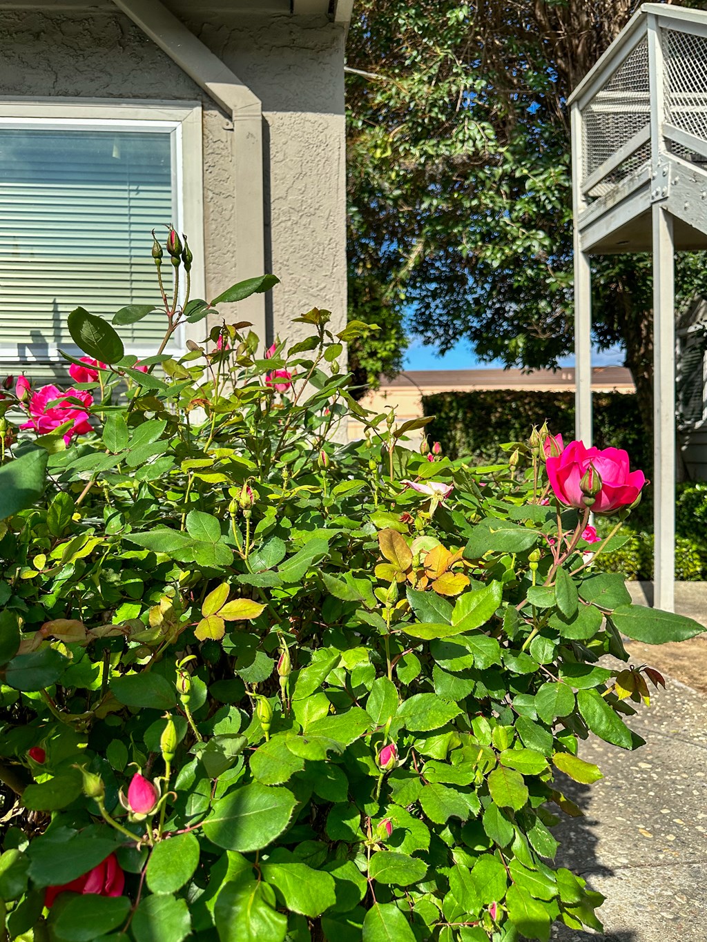 a pink rose in front of a house