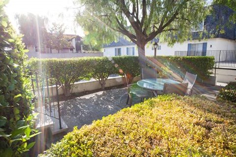 A sunny day in a garden with a tree, hedge, and a table.