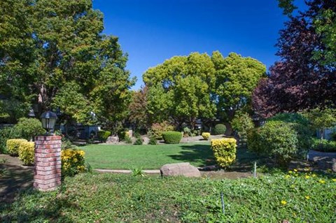 A garden with a variety of plants and trees.