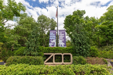 A sign in front of a tree reads