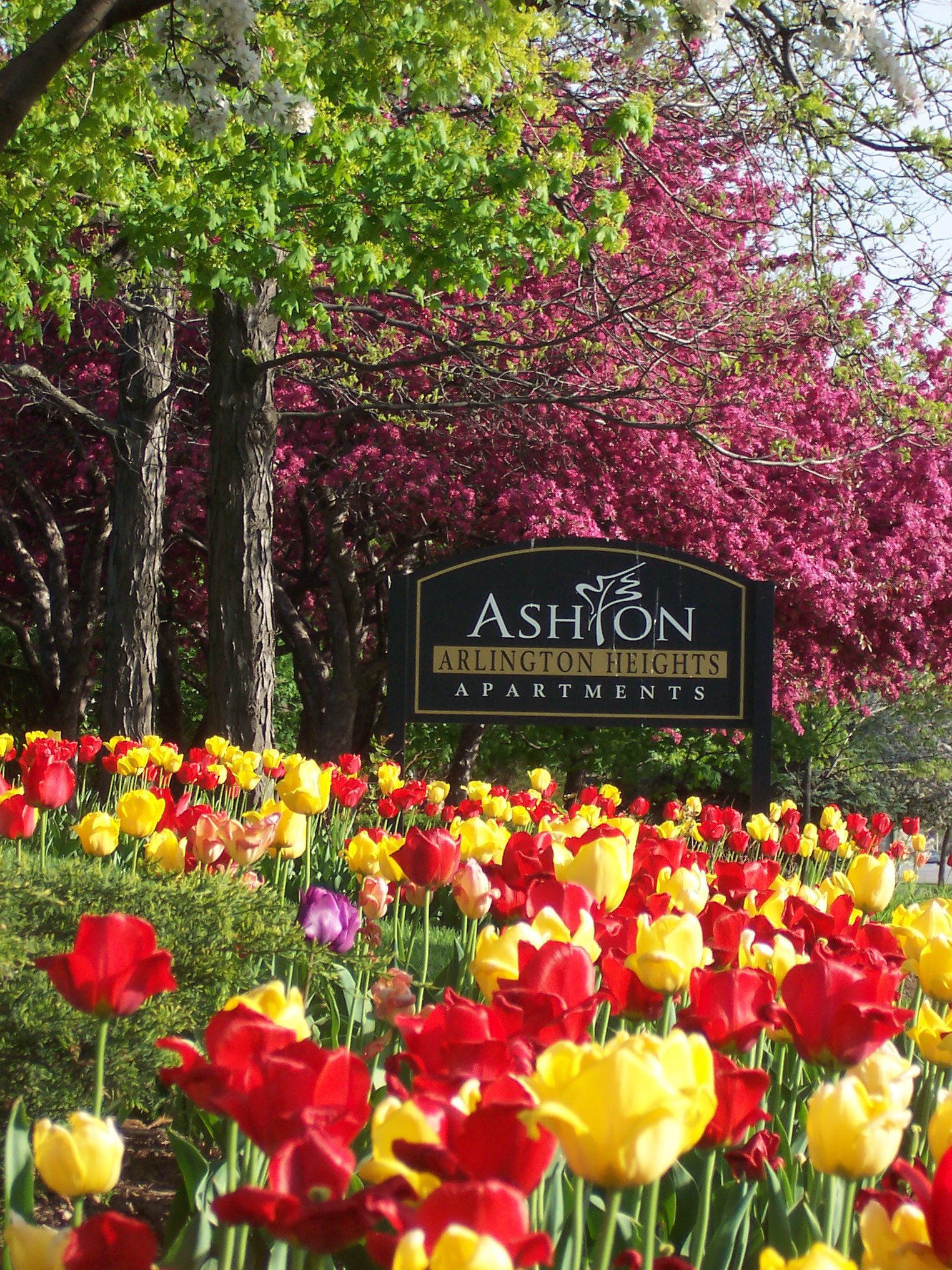 Ashton Condominiums Apartments in Arlington Heights, IL