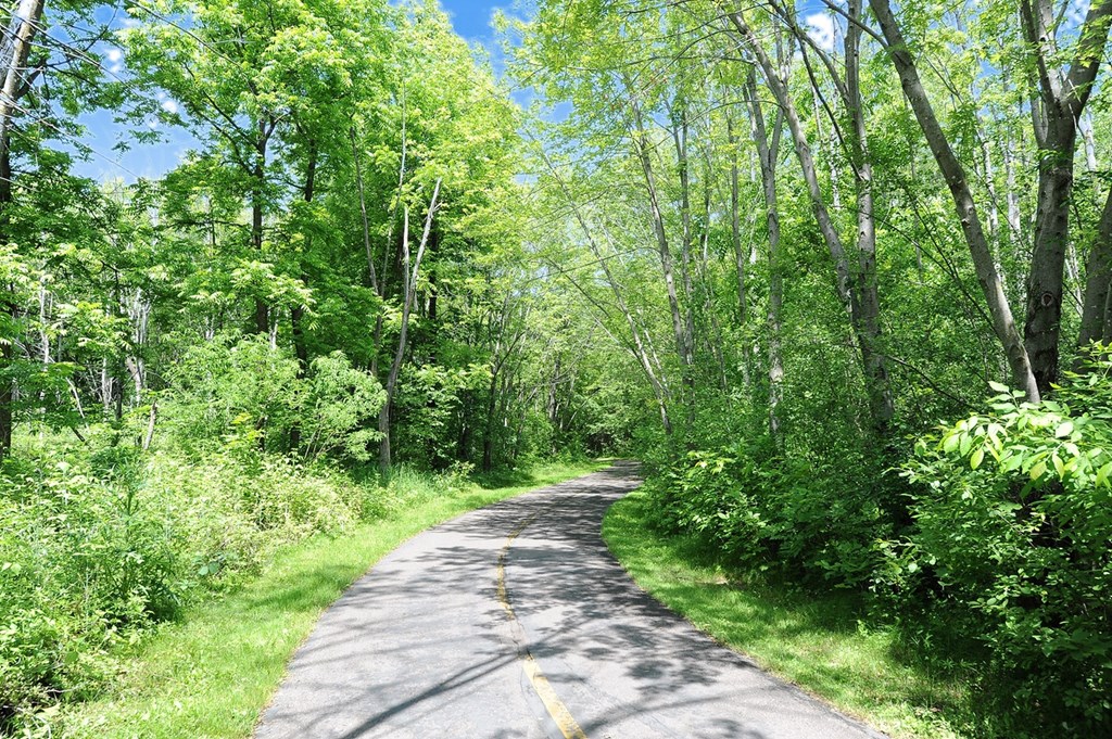 a dirt road in the middle of a forest