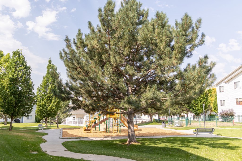 a playground in a park next to a tree