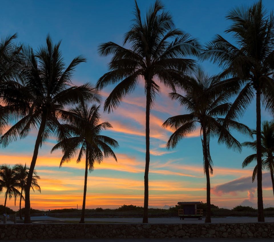 a row of palm trees at sunset on the beach