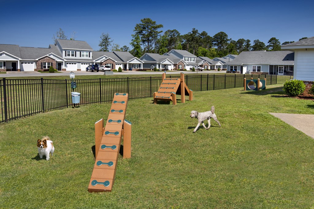 two dogs playing in a dog park with benches