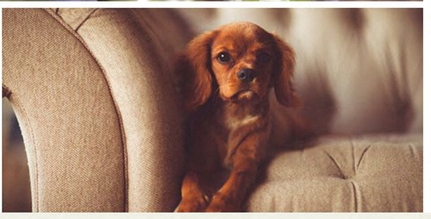 Pet Friendly Community at Retreat at Ironhorse, Franklin, 37069