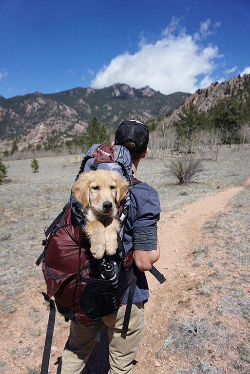 a man carrying a dog in a backpack on a hike