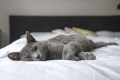 a gray cat laying on top of a bed