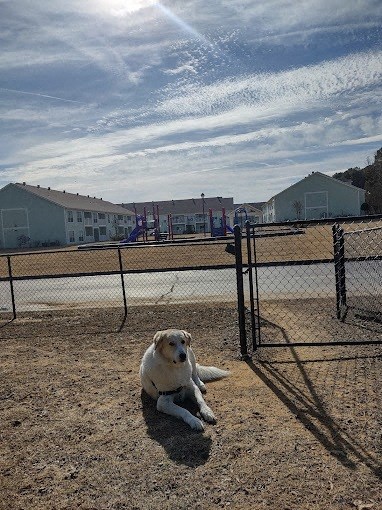 Dog Park