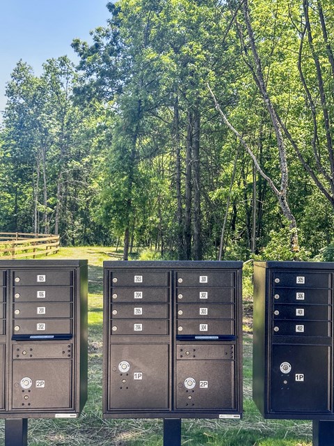 a row of mailboxes in front of a forest