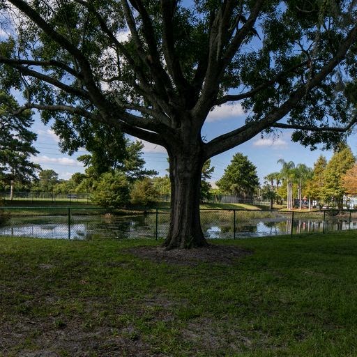 a tree in a park next to a pond