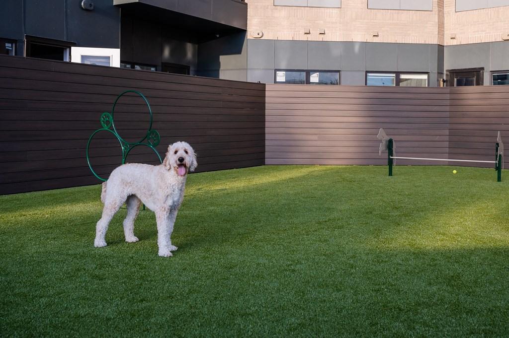 a dog standing on a lawn in front of a tennis racket